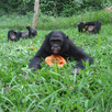 Papajázó bonobok