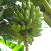 Banánfa